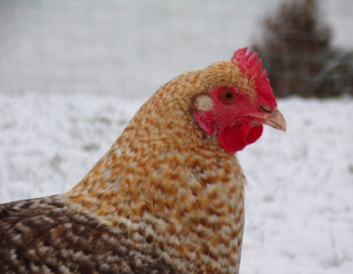 2026 3375 pixels x 2625 pixels Template (857).png