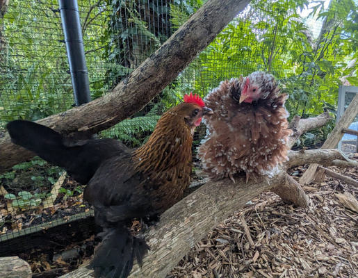 2026 3375 pixels x 2625 pixels Template (867).png