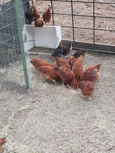 Chickens in new side pen-20250628_180413.jpg