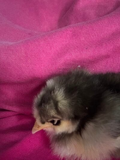 IMG_0868.jpeg
