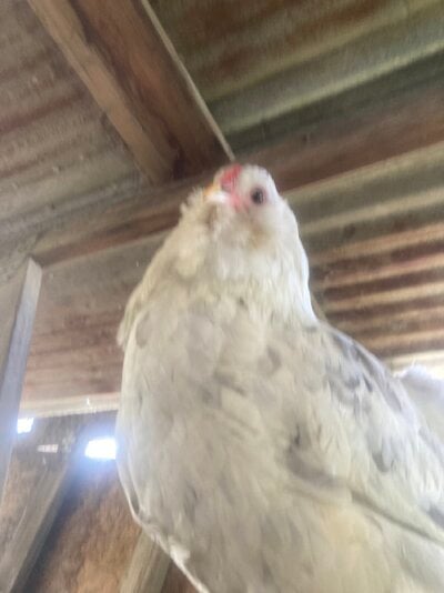 IMG_5164.jpeg