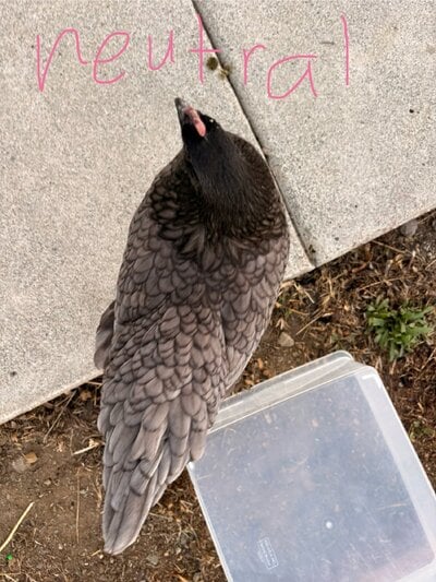 IMG_8668.jpeg