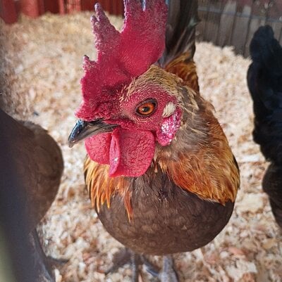 rooster.jpg
