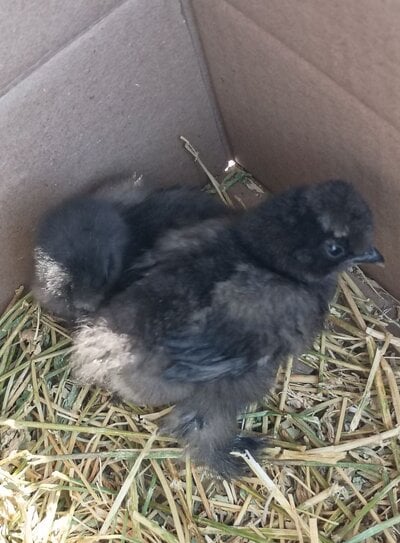 silkies.jpg