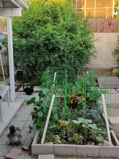 OUTDOOR PULLETS 8  07-21-2024.jpg