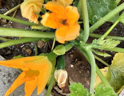 ZUCCHINI 9  05-24-2025.jpg