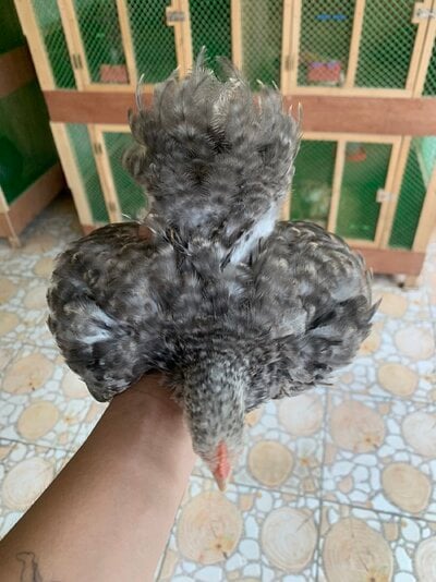 IMG_7422.jpeg