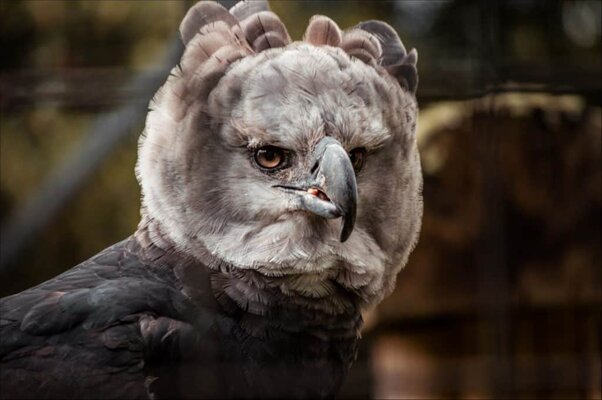 harpy_eagle-1024x681.jpg