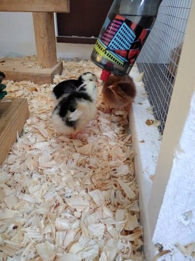 babies using bottle.jpg