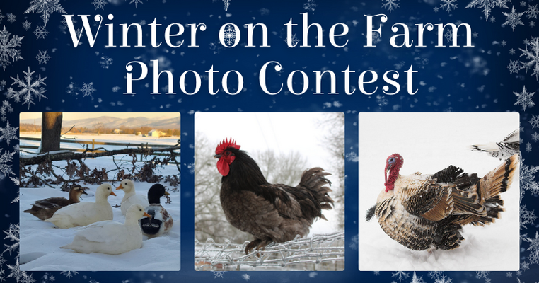 2025_2026 Winter on the Farm Photo Contest.png