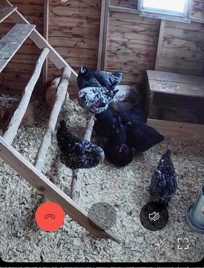 hens in coop.jpg