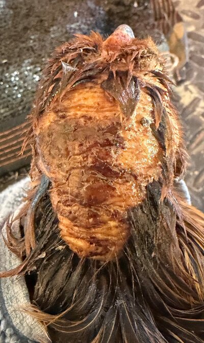 Wednesday with neosporin ready for blukote.jpg