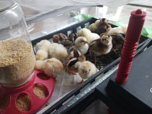 Screen Shot 2026-01-02 at 9.34.18 AM.png