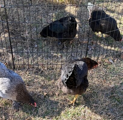 Fri two largest 5 month olds in front, 2 of the 8 month olds on other side of fence.jpg