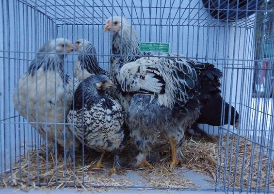 Jan 11 2026 IMGP8913.jpg