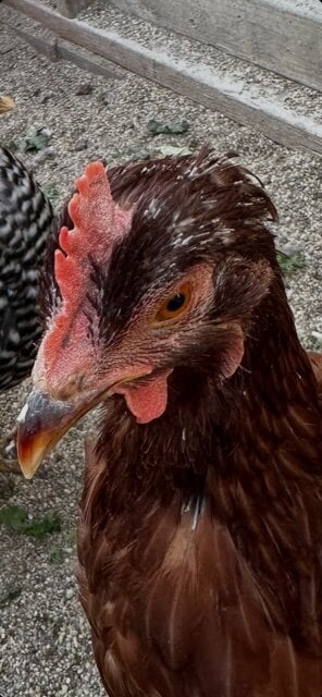 Paulette 1:30 #3 .jpg