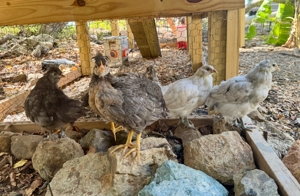 Screenshot 2026-02-01 at 12.47.10 PM.png