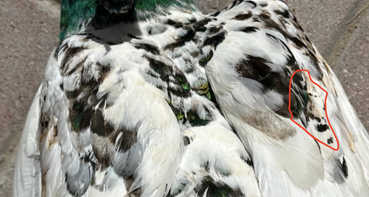 Screenshot 2026-02-02 at 4.03.10 PM.png