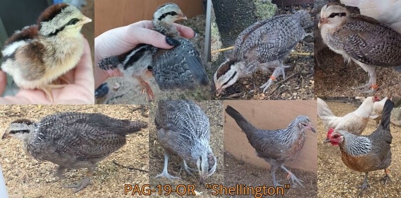 Shellington, 0 - 8mo.jpg