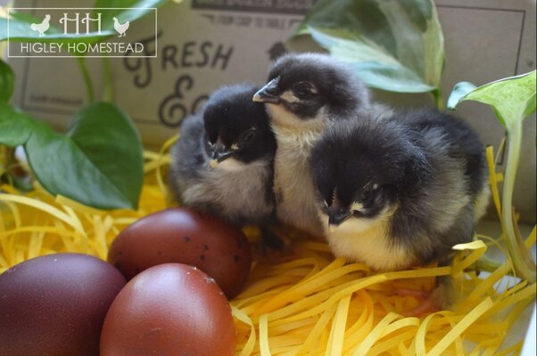 Screenshot_20260207_162452_KSL Classifieds.jpg