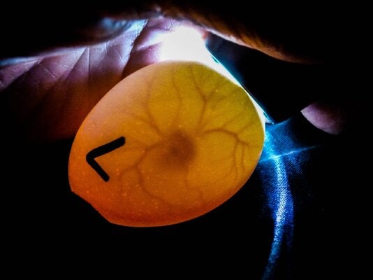 2021_egg_candling_1.jpg