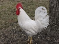 Leghorn