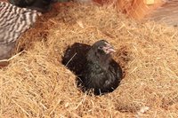 Easter Eggers | BackYard Chickens - Learn How to Raise Chickens