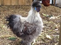 Silkie