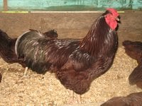 Rhode Island Red