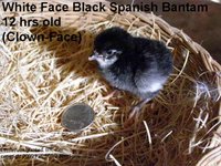 1e84b054_white_faced_black_spanish-40564-221900.jpeg