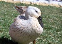 Welsh Harlequin