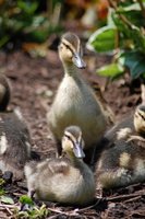 aa5bd3d9_ducks-mallard-49892-864475.jpeg