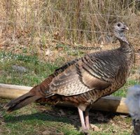 514cdf4e_turkeys-wild_eastern_turkey-478-198029.jpeg