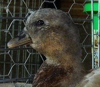 522c6194_call_duck--602052.jpeg