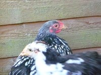 1614870e_chickens006.jpeg