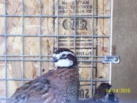 Bobwhite