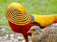 Golden Pheasant