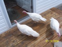 d69efdaf_turkeys-midget_whites-29766-249820.jpeg