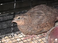 1f34c5b7_quail-coturnix_quail-63214-860898.jpeg