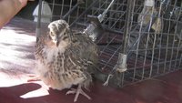 9e6d926e_quail-coturnix_quail-63214-384965.jpeg