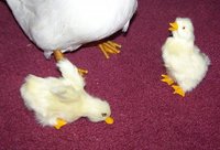 0b475198_ducks-fake_duck-21198-18917.jpeg