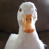 b07c698e_ducks-fake_duck-21198-660972.jpeg