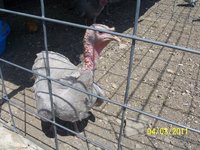 9c60fcd1_turkeys-blue_slate-29766-516912.jpeg