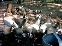 Helmeted Guineafowl