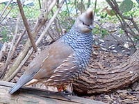 Scaled Quail