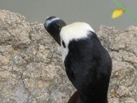 9c15bcb7_ducks-white-faced_whistling_duck-3291-925233.jpeg