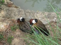 a1406a2b_ducks-white-faced_whistling_duck-3291-616696.jpeg