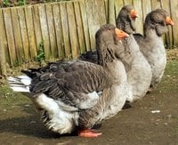 815f34dc_geese-exhibition_dewlap_toulouse-80310-699515.jpeg