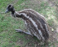 1d332211_other-emu-35758-918438.jpeg