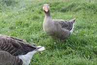 95d14f87_geese-french_toulouse-112320-226911.jpeg